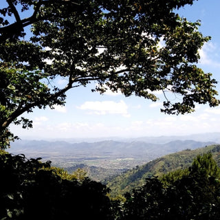 ラベンディシオン パカマラ ウォッシュド