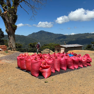 ラベンディシオン パカマラ ウォッシュド