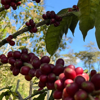 ラベンディシオン パカマラ ウォッシュド