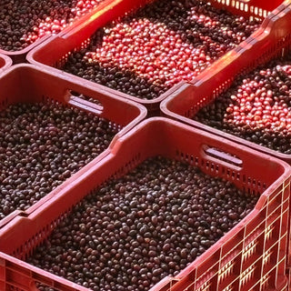 ラベンディシオン パカマラ ウォッシュド