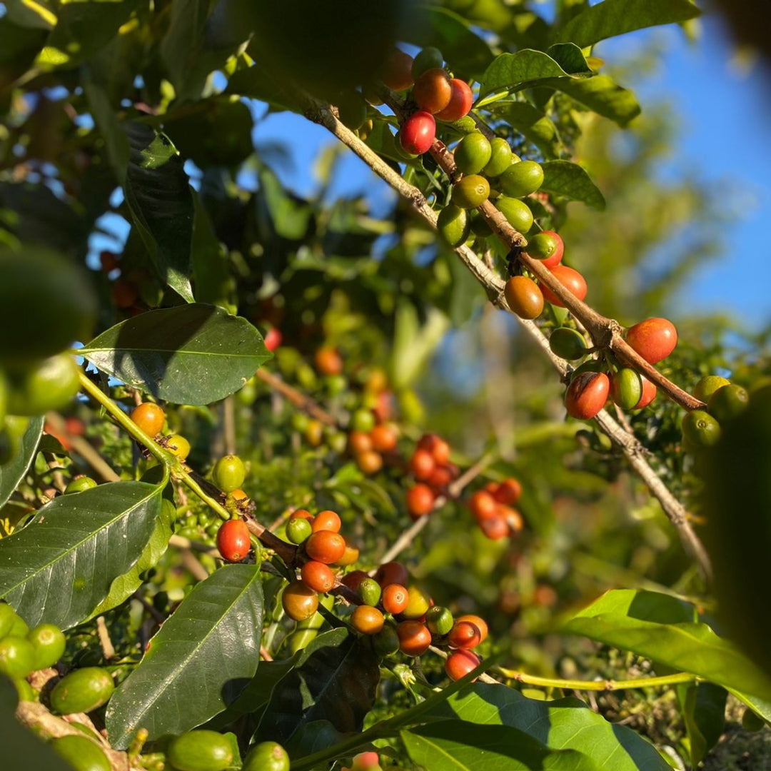 La Palma Tabi Lavado con fermentación prolongada 2024